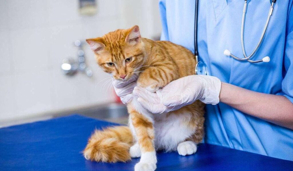 Alimentación para gatos esterilizados