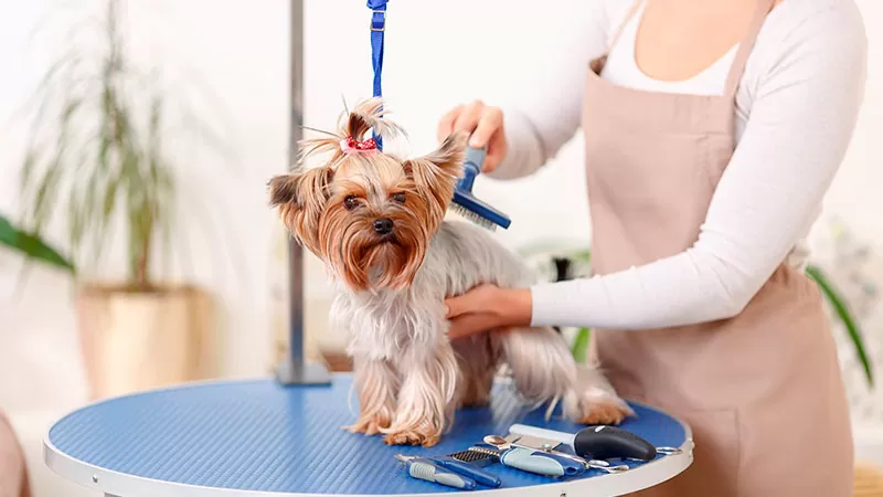 peluquería canina barcelona