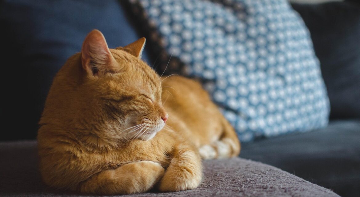 Alimentación gatos esterilizados