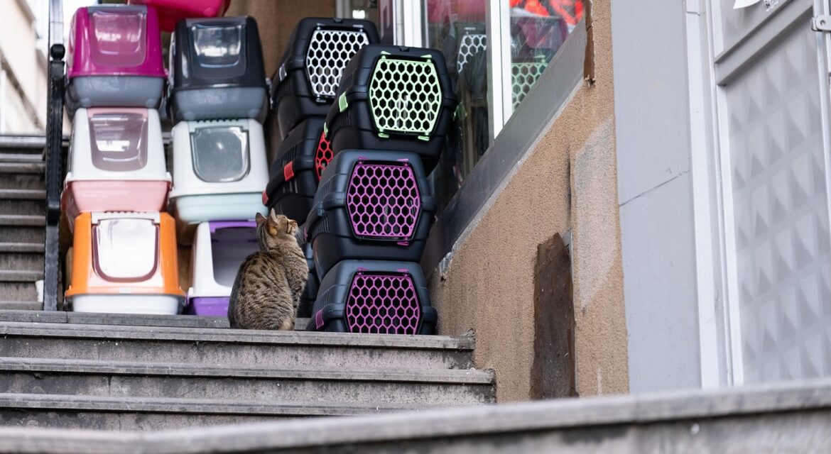 veterinario para perros y gatos