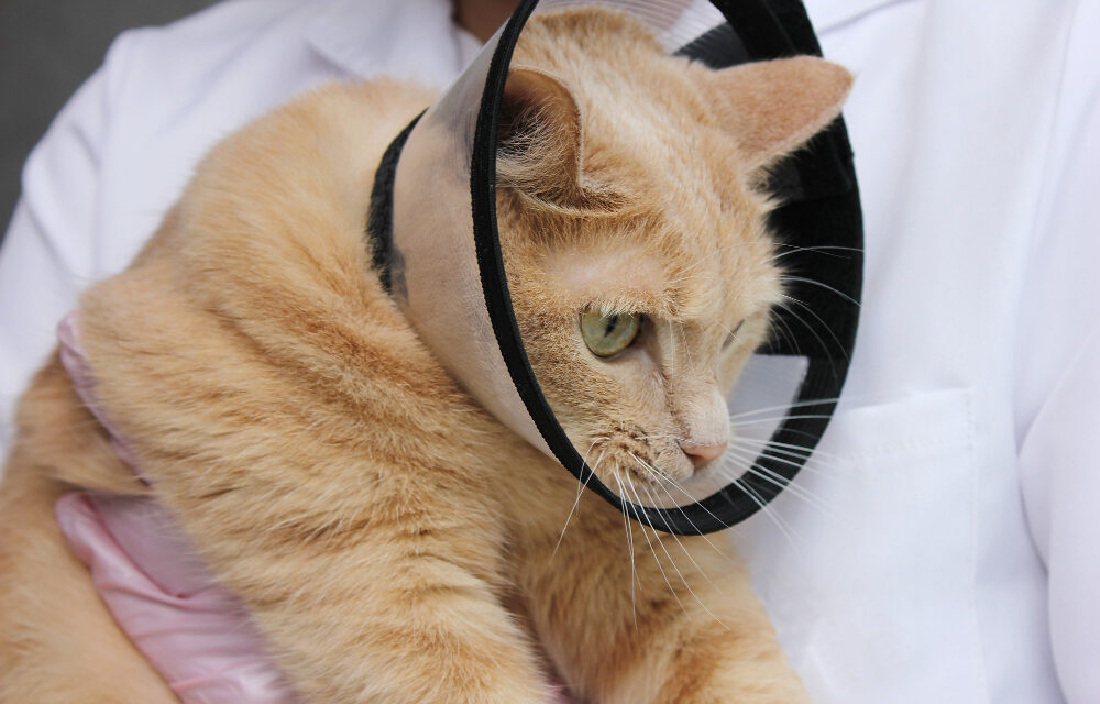 Alimentación para gatos esterilizados